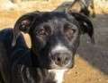 Blaky - adoptiert in Deutschland