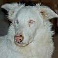 Cheyenne - adoptiert in Spanien