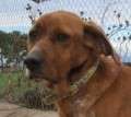 Brownie - adoptiert in Spanien