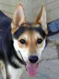 Brandon - adoptiert in Spanien