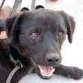 Blacky - adoptiert in Deutschland