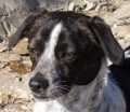Balder - adoptiert in Spanien