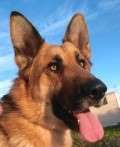 Travis - adoptiert in Deutschland