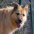Roos - adoptiert