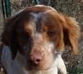 Lluna - adoptiert in Spanien