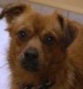 Chico - adoptiert in Deutschland