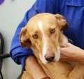 Jacky - adoptiert in Deutschland