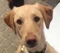 Camaron - adoptiert in Deutschland