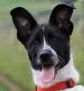 Gina - adoptiert in Spanien
