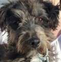 Merlin - adoptiert in der Schweiz