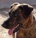 Giorgia - adoptiert in Spanien