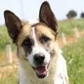 Wilma - adoptiert in Spanien