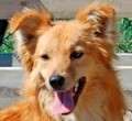 Fox - adoptiert in Spanien