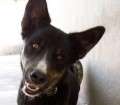 Sunny - adoptiert in der Schweiz !