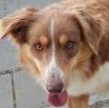 Ben - adoptiert in Spanien