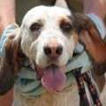 Mambo - adoptiert in Deutschland