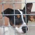 Guero - adoptiert in Deutschland