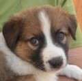 6 Setter Welpen - adoptiert in Deutschland