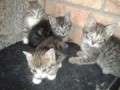 4 Kitten - adoptiert in Deutschland