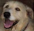 Scalibur - adoptiert in Spanien