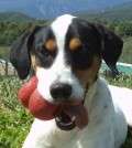 Tac - adoptiert in Spanien