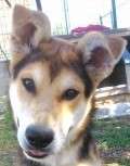 Elvis - adoptiert in Deutschland