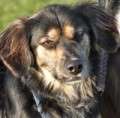 Leila - adoptiert in Deutschland