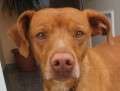 Toby - adoptiert in Spanien