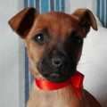 Nora - adoptiert in Deutschland