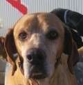 Rey - adoptiert in Spanien :)
