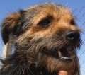 Rintin - süßer kleiner Kerl - adoptiert in Spanien