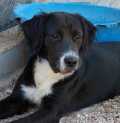 Bardo - adoptiert in Spanien