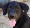 Sheila - adoptiert in Spanien