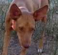 Obi - adoptiert in Spanien