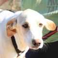 Tomatito - adoptiert in Deutschland