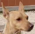 Coby - adoptiert in Deutschland