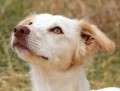 Xari - adoptiert in Deutschland