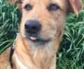 Titta - adoptiert in der Schweiz