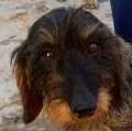 Inka - adoptiert in Deutschland
