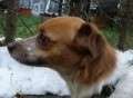 Bandito - adoptiert in Deutschland