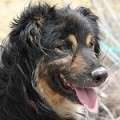 Fenix - adoptiert in Deutschland