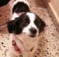 Donna - süße kleine Traumhündin - adoptiert in Spanien