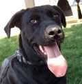 Sam - adoptiert in Spanien