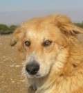Jared - adoptiert in Deutschland