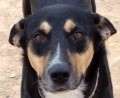 Baxter - vermittelt über Tierliebe Grenzenlos e.V.