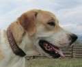 Flo - adoptiert in Spanien