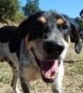 Jaco - adoptiert in Spanien