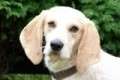 Charly - adoptiert in Deutschland