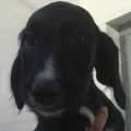 Brianna - adoptiert in der Schweiz