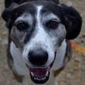 Jolie - adoptiert in Deutschland